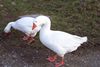 ducks