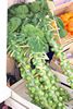 sprouts