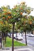 orange trees