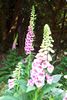 foxglove