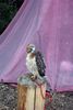 hawk