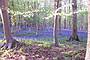 bluebells