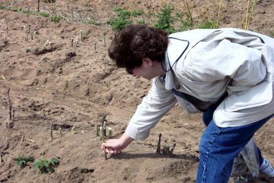 toby picking asparagus