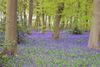 bluebell