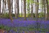 bluebell