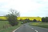 rapeseed