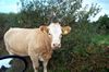 cow
